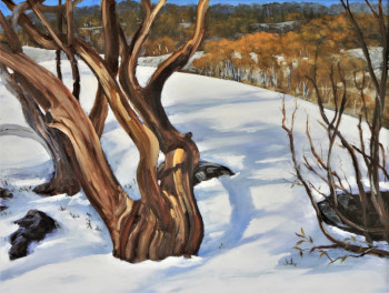 Snow Gums at Charlotte Pass